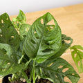 Spathiphyllum Straus - hydroponics