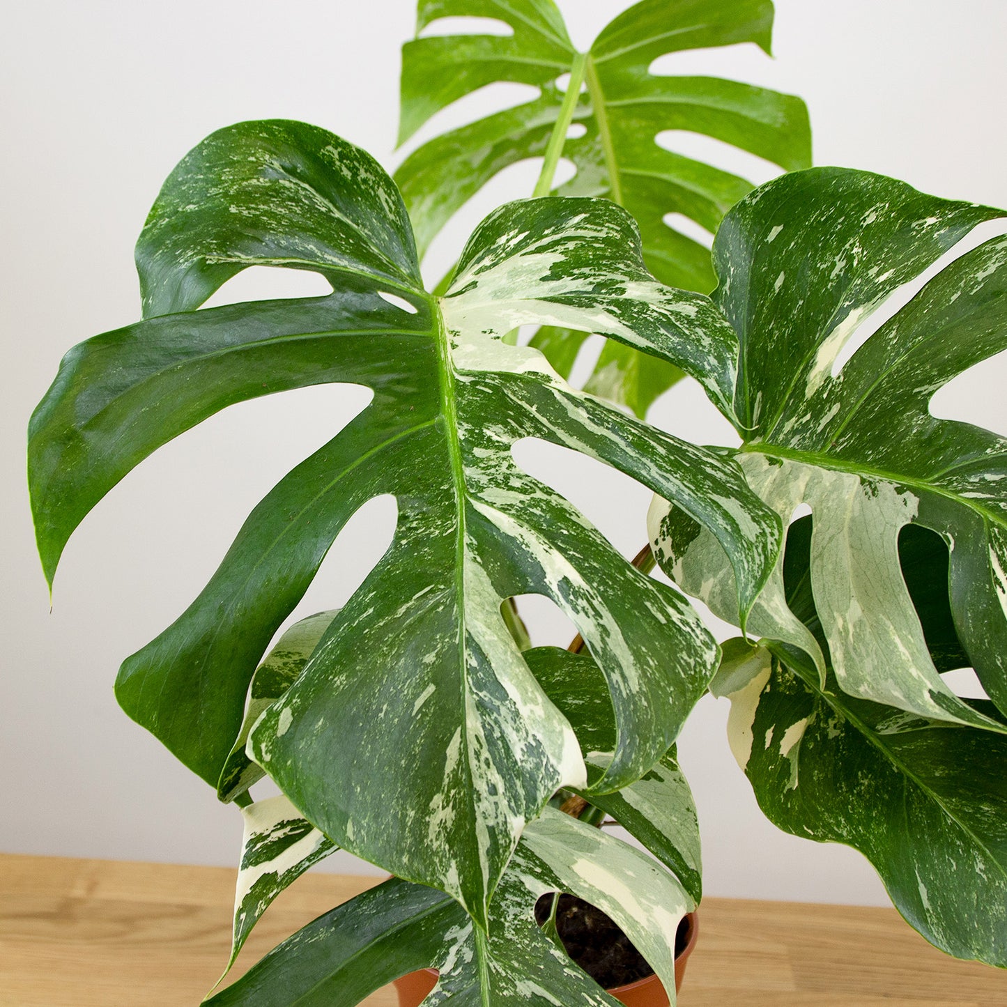 Monstera Albo variegata