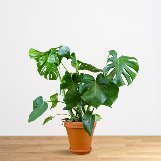 Monstera Deliciosa 'L'