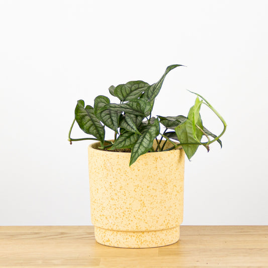 Monstera siltepecana 'S'