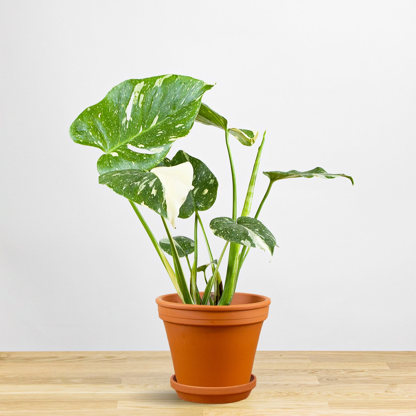 Monstera Thai Constellation