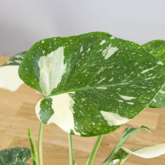 Monstera Thai Constellation