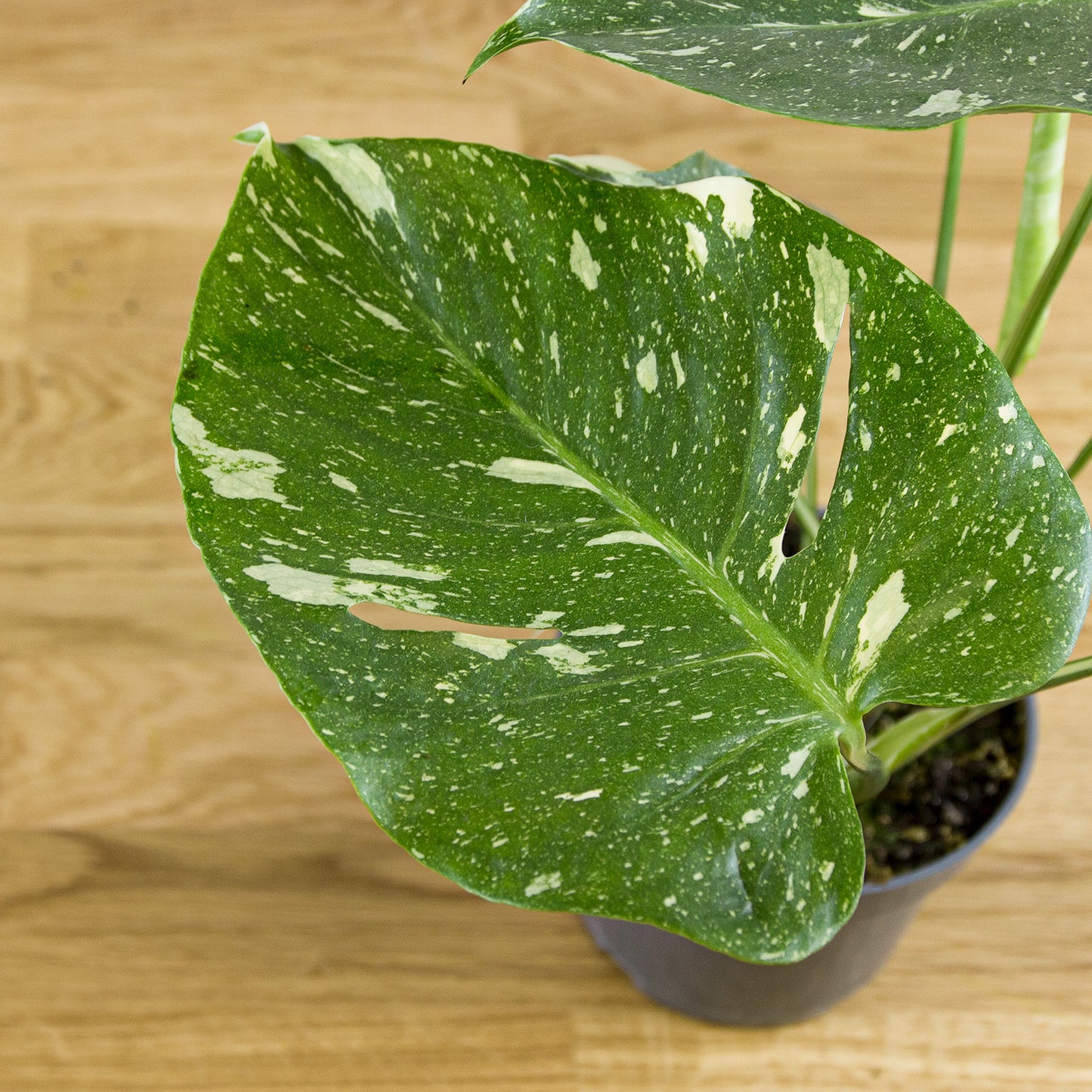 Monstera Thai Constellation