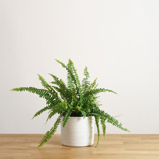 Nephrolepis Exaltata 'S'