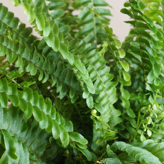 Nephrolepis Exaltata 'S'