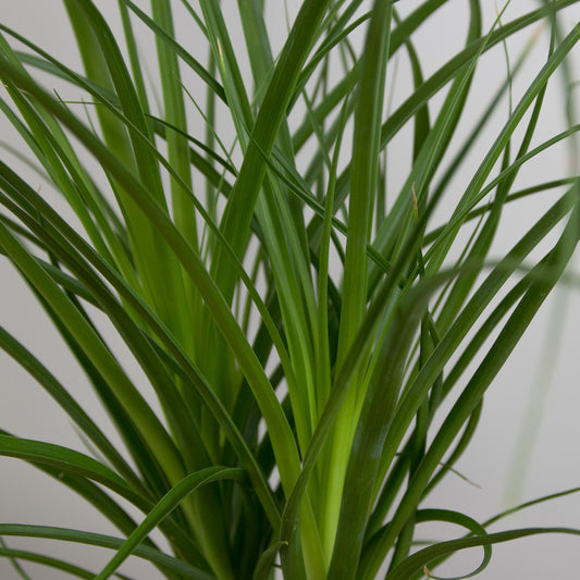 Beaucarnea recurvata 'Nolina'