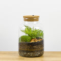 Planted terrarium - jar