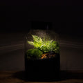 Planted terrarium - jar