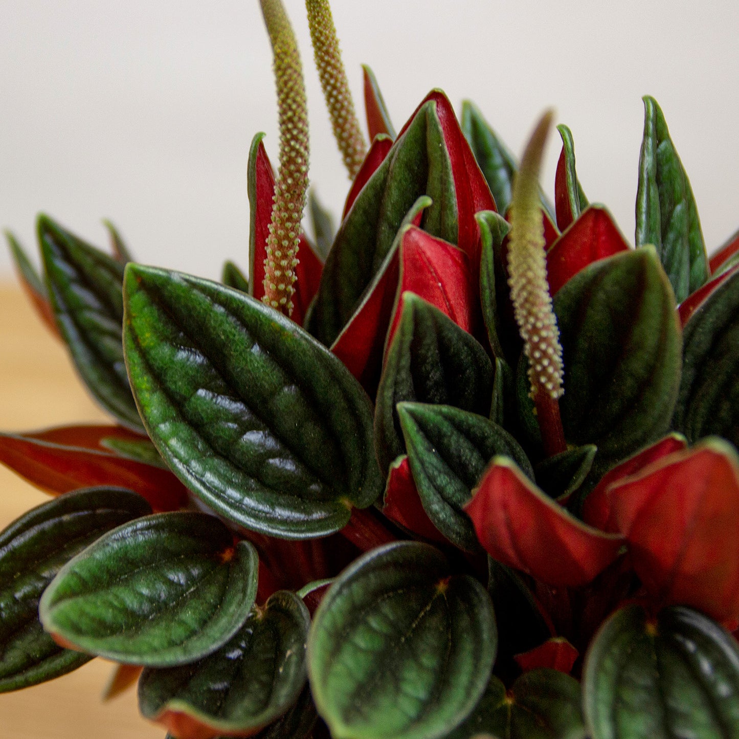 Peperomia caperata Rosso