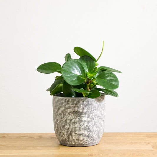 Peperomia obtusifolia