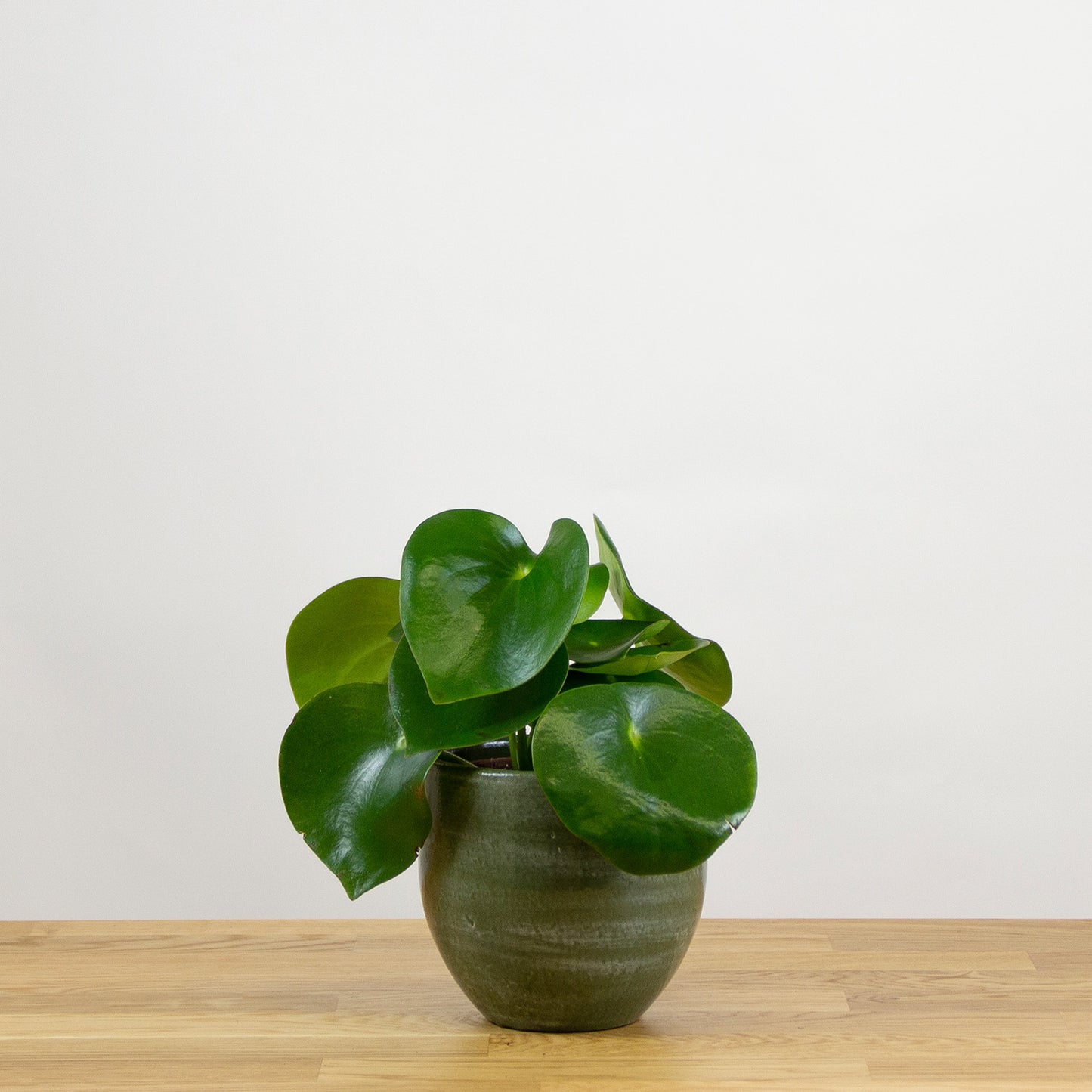 Peperomia polybotrya Raindrop