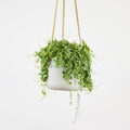 Peperomia prostrata - hanging