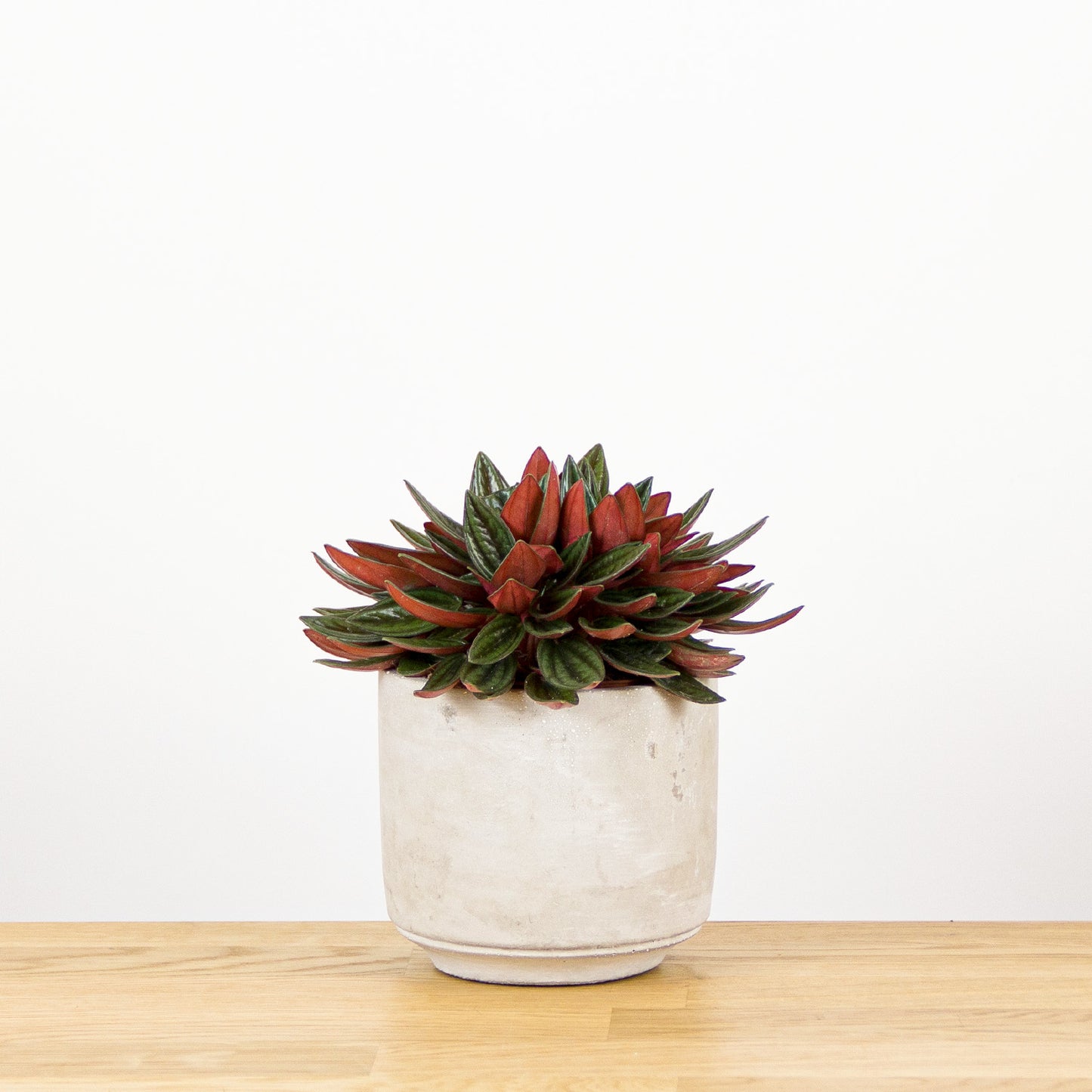 Peperomia caperata Rosso