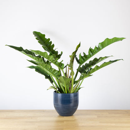 Philodendron Narrow 'S'