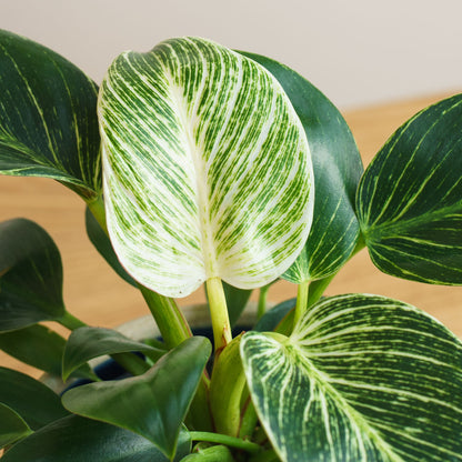Philodendron birkin