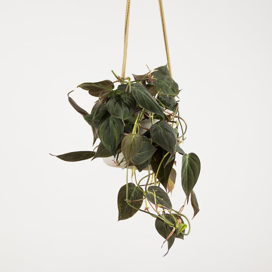 Philodendron scandens Micans