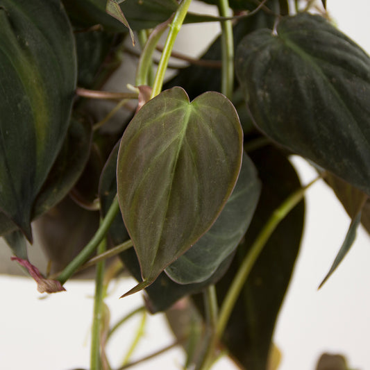 Philodendron scandens Micans