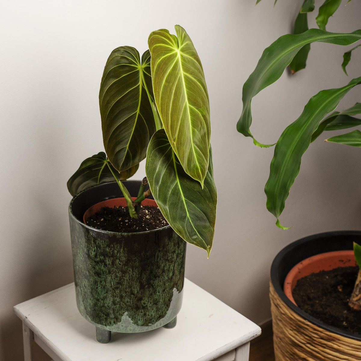 philodendron melanochrysum new leaf Philodendron melanochrysum