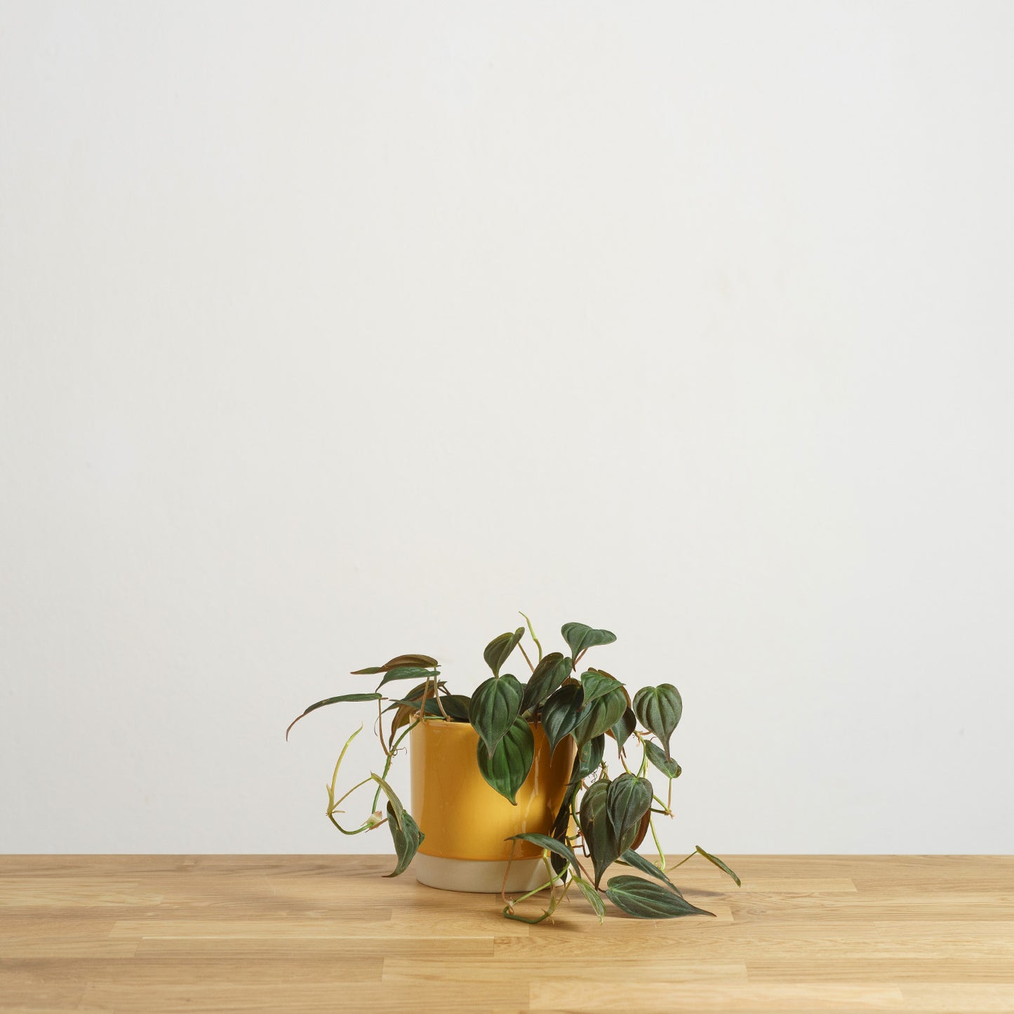 Philodendron scandens Micans