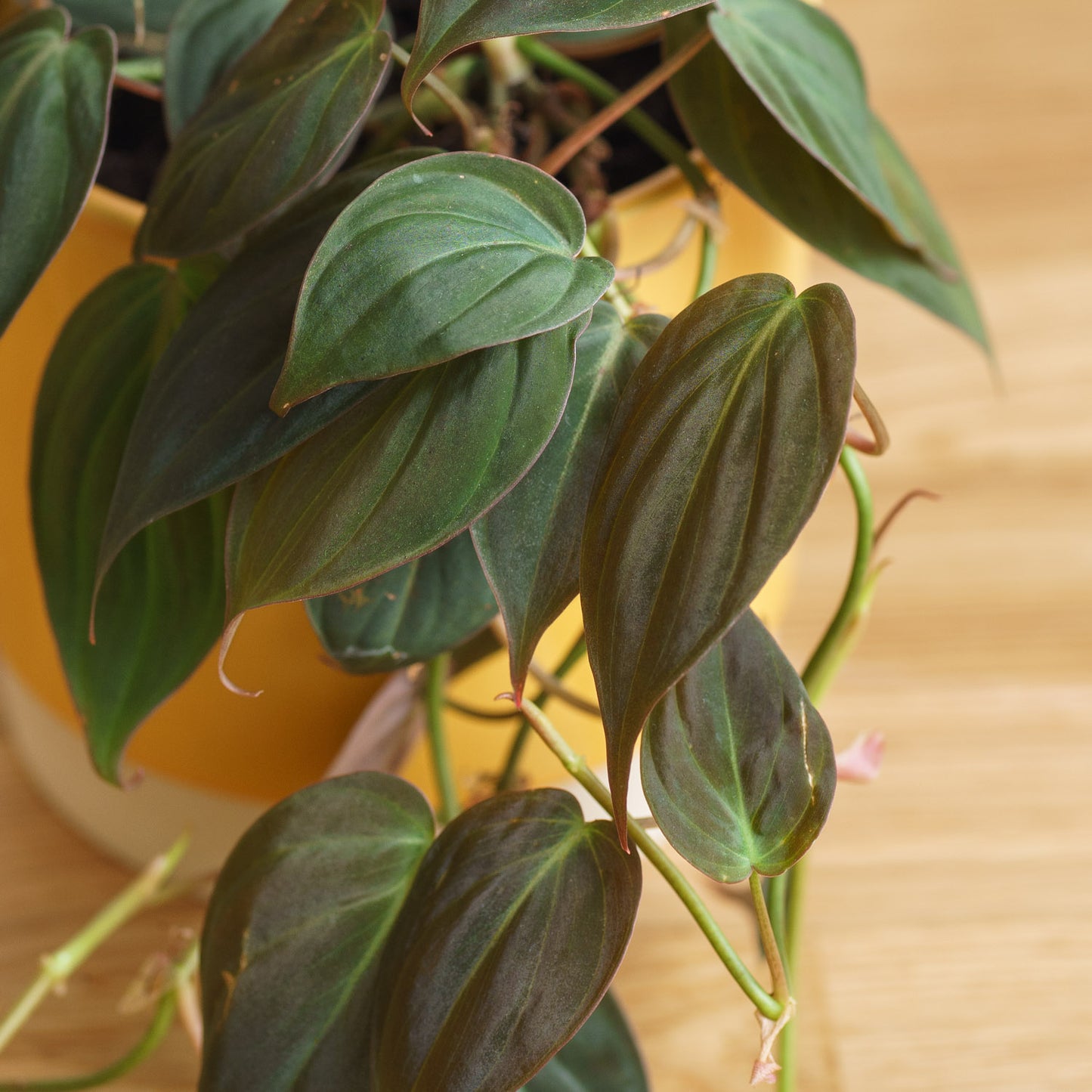 Philodendron scandens Micans