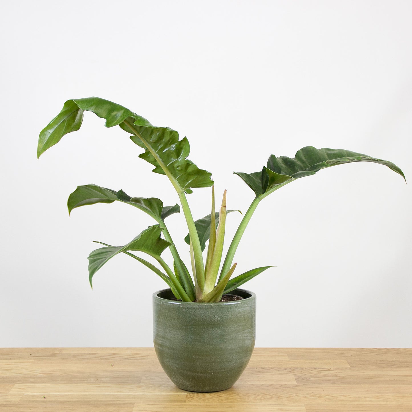 Philodendron Narrow 'S'