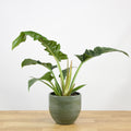 Philodendron Narrow 'S'
