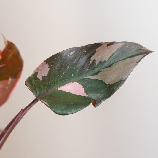 Philodendron Pink Princess 'S'