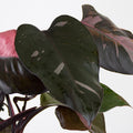 Philodendron Pink Princess 'XL'