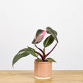 Philodendron Pink Princess 'baby'