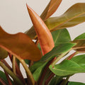 Philodendron Prince of Orange 'L'