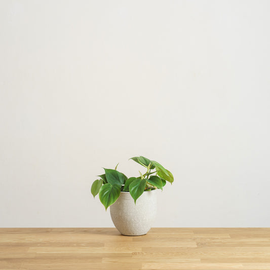 Philodendron scandens