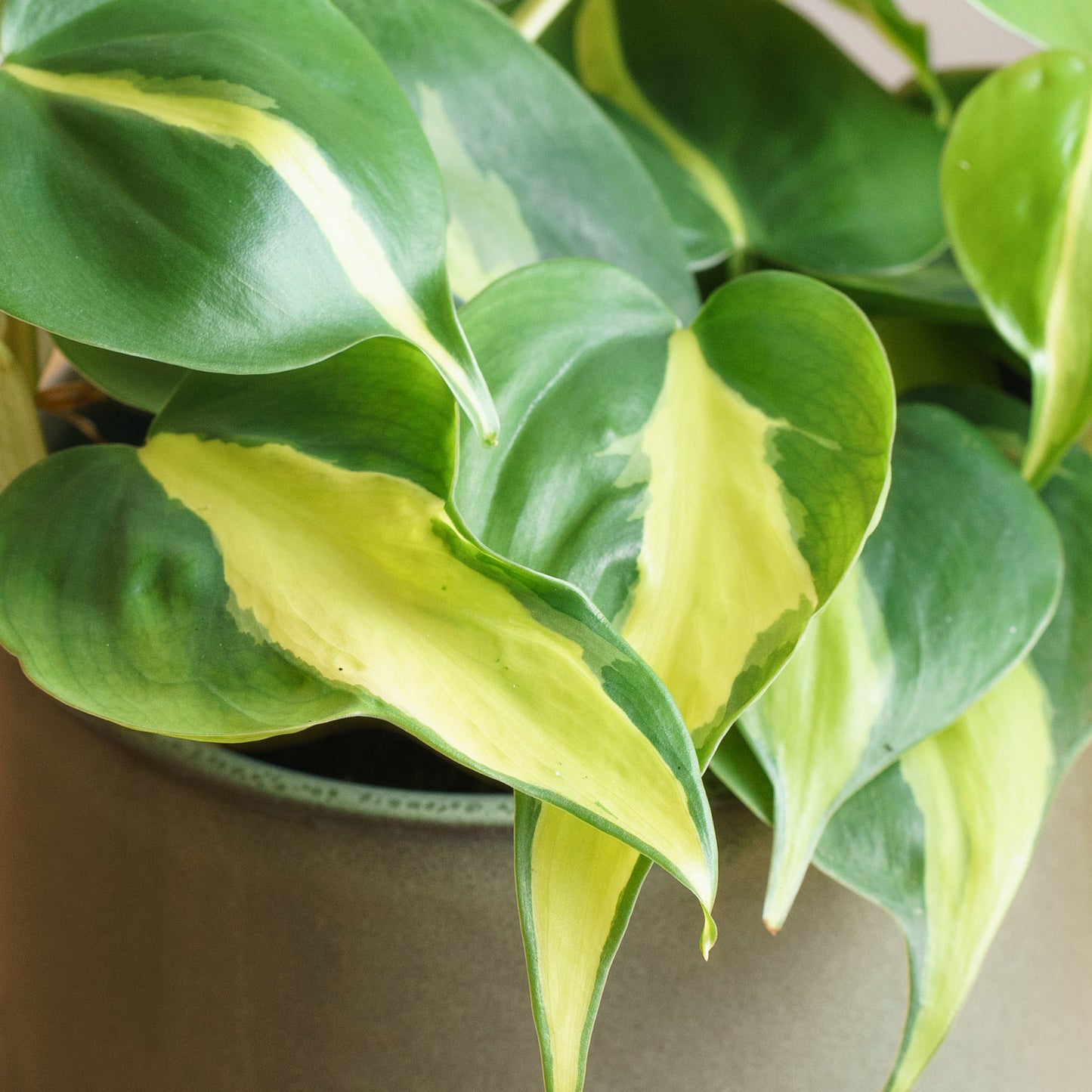 Philodendron scandens Brasil