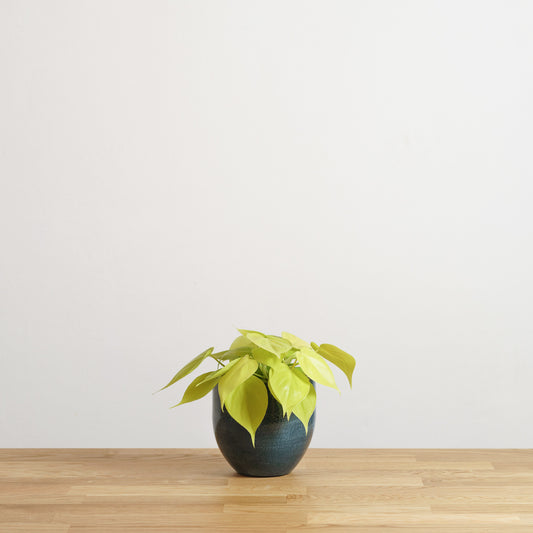 Philodendron scandens Lemon Lime