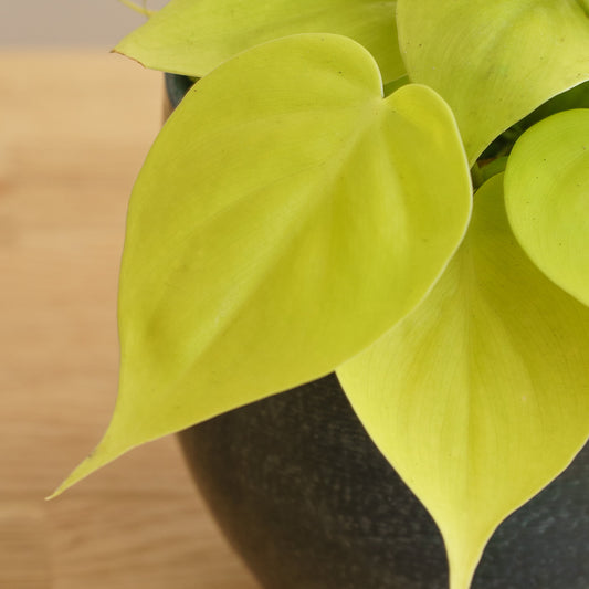 Philodendron scandens Lemon Lime