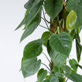 Philodendron Scandens na tyči