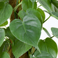 Philodendron Scandens on a stick