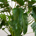 Philodendron Xanadu "L"