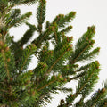 Picea abies "Will's Zwerg"
