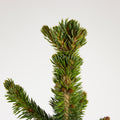 Picea abies "Will's Zwerg"