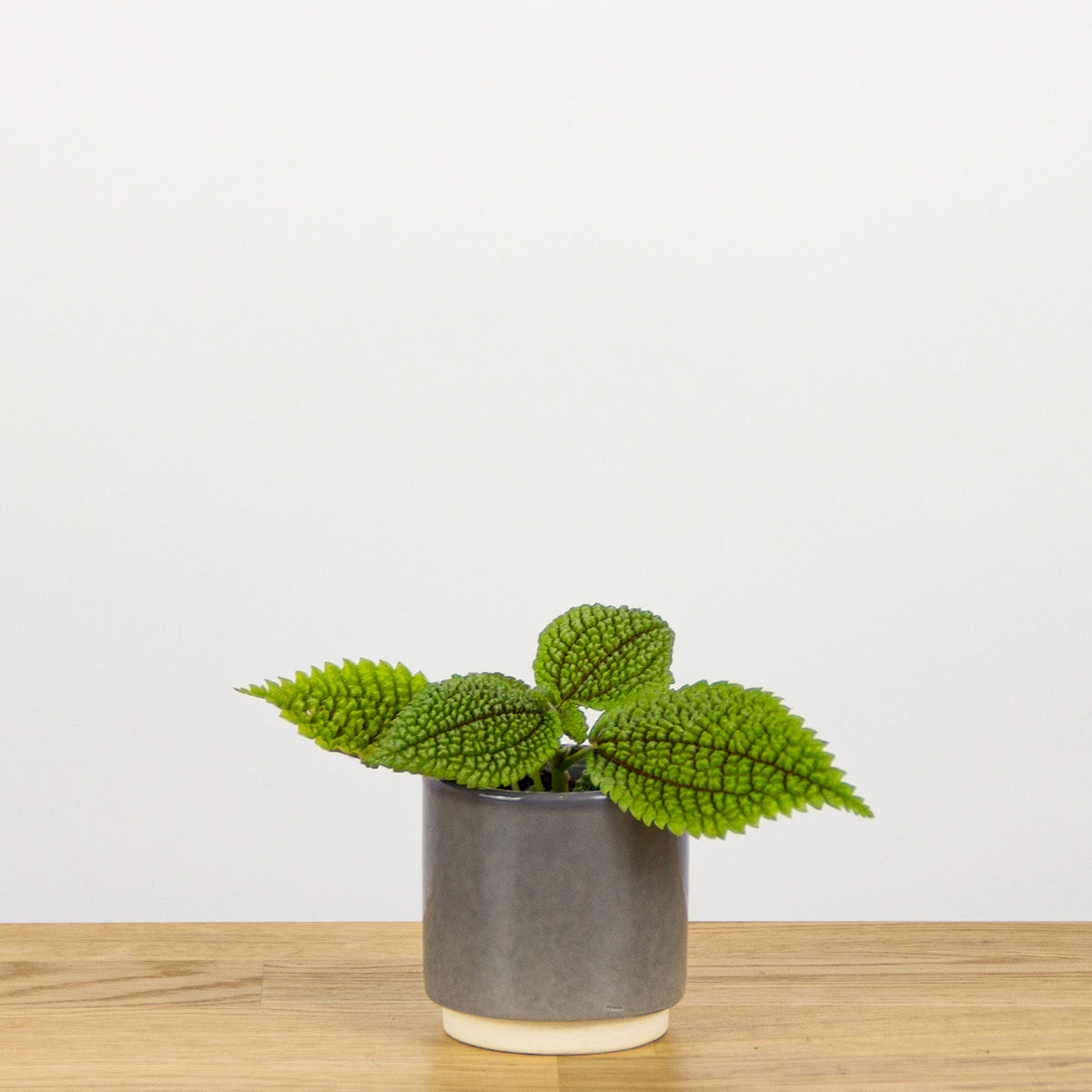 Enigmatic Pilea Moon Valley: An Enchanting Touch Of Lunar Elegance