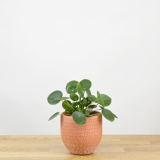 Pilea peperomioides 'XS'