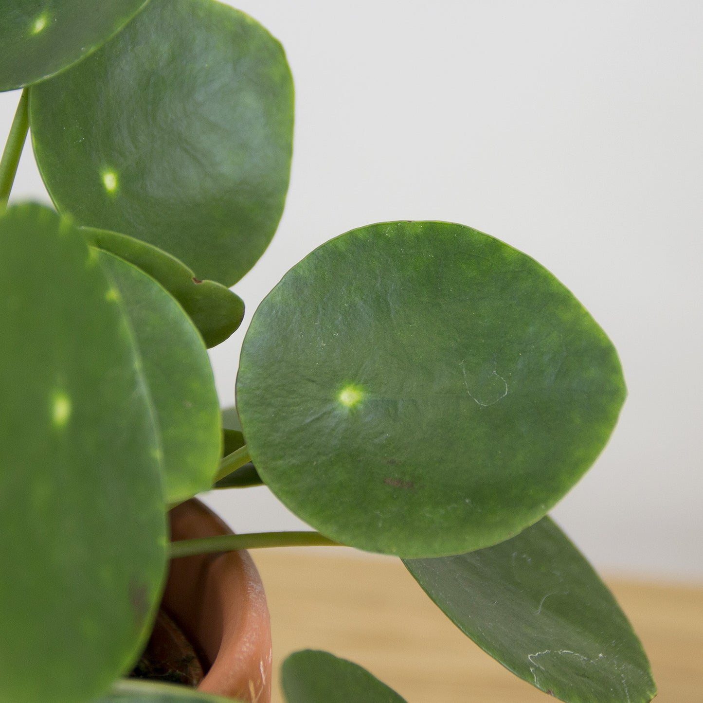 Pilea peperomioides 'XS'