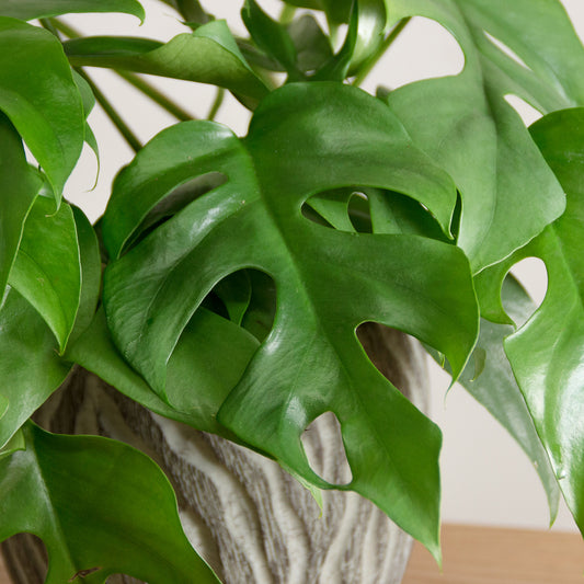 Rhaphidophora tetrasperma