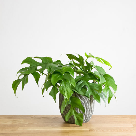 Rhaphidophora tetrasperma