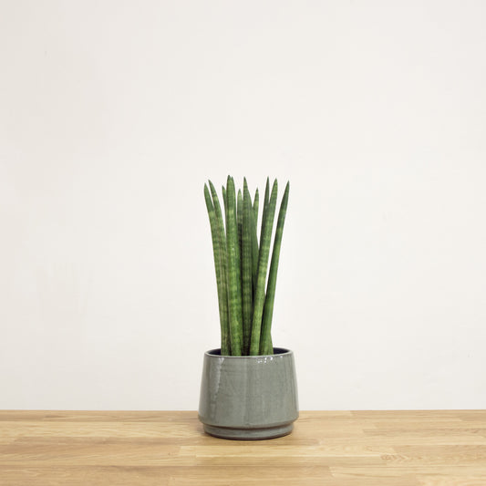 Sansevieria cylindrica 'S'