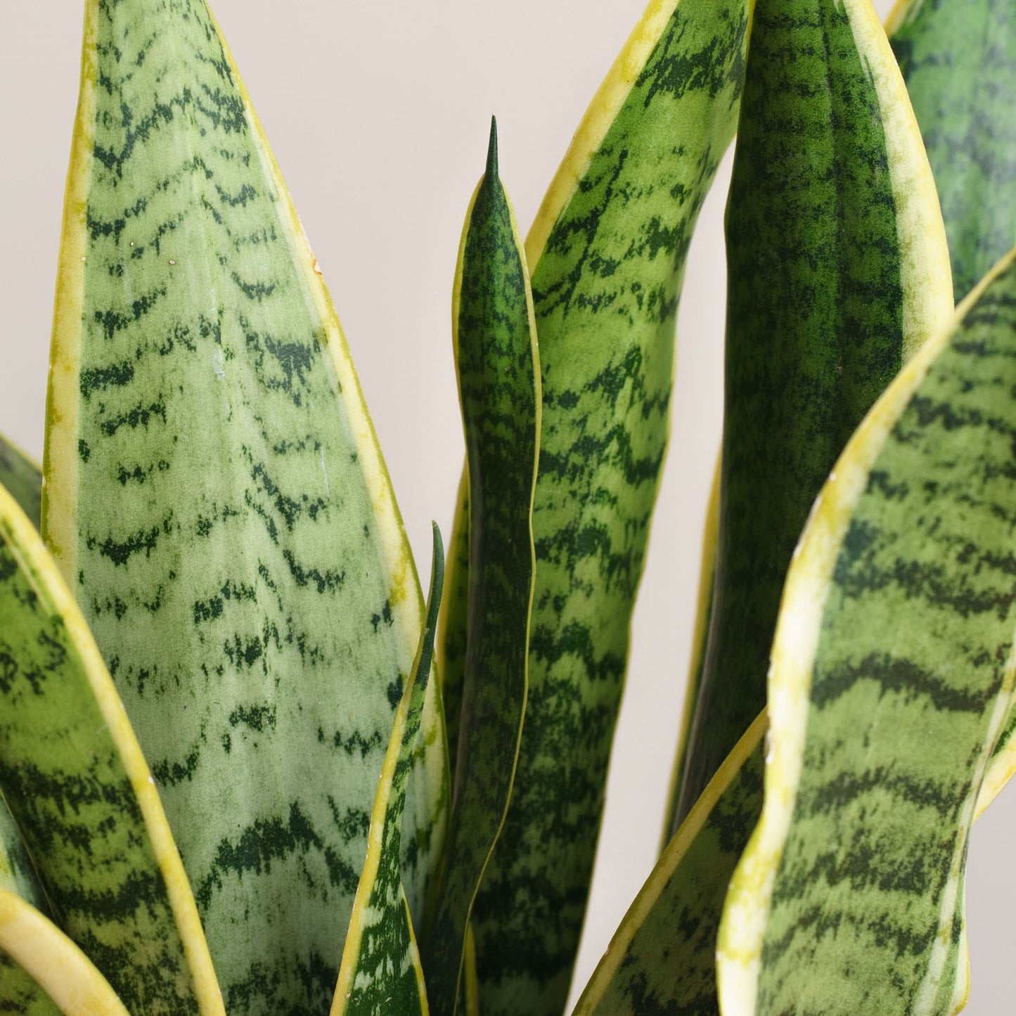 Sansevieria Laurentii 'XS'