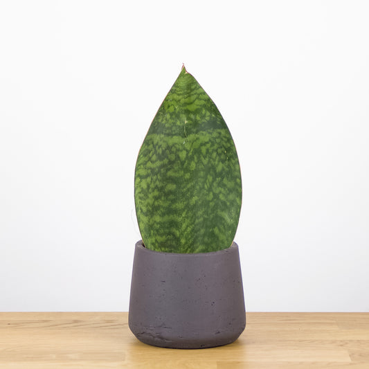 Sansevieria Masoniana