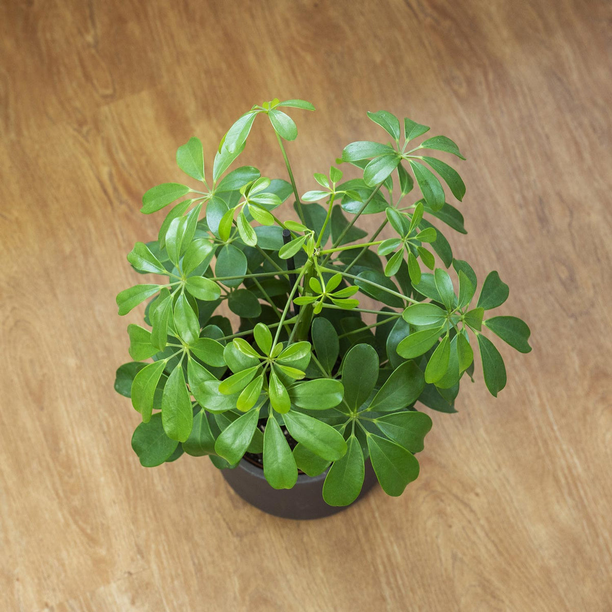 Schefflera arboricola