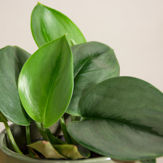 Scindapsus treubii Moonlight 'S'