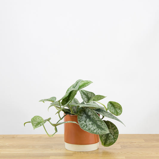 Scindapsus pictus trebi